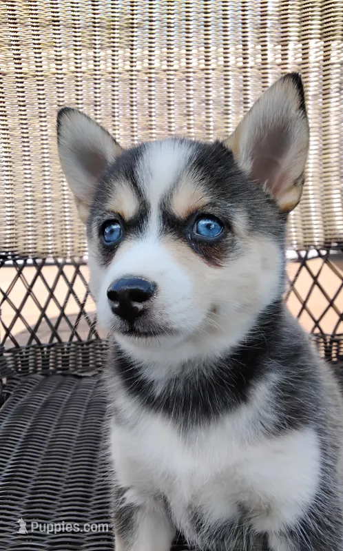 Anika – Pomsky puppy for sale in Shipshewana, IN
