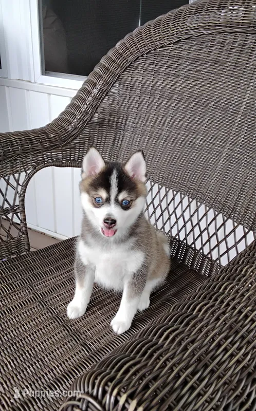 Abbey – Pomsky puppy for sale in Shipshewana, IN