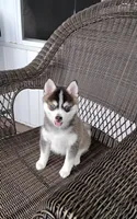 Abbey, a female Pomsky for sale in Shipshewana, IN – 1 of 10
