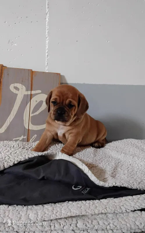 Leo – Puggle puppy for sale in Shipshewana, IN