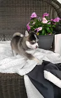 Abbey, a female Pomsky for sale in Shipshewana, IN – 6 of 10