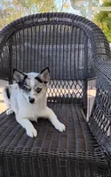 Alexis , a female Pomsky for sale in Shipshewana, IN – 5 of 10