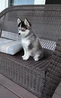 Alex, a male Pomsky for sale in Shipshewana, IN – 4 of 10