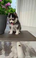 Alex, a male Pomsky for sale in Shipshewana, IN – 1 of 10