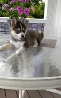 Abbey, a female Pomsky for sale in Shipshewana, IN – 8 of 10