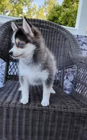 Alex, a male Pomsky for sale in Shipshewana, IN – 5 of 10