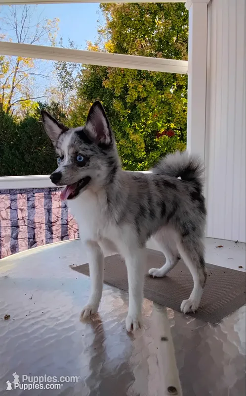 Alexis  – Pomsky puppy for sale in Shipshewana, IN