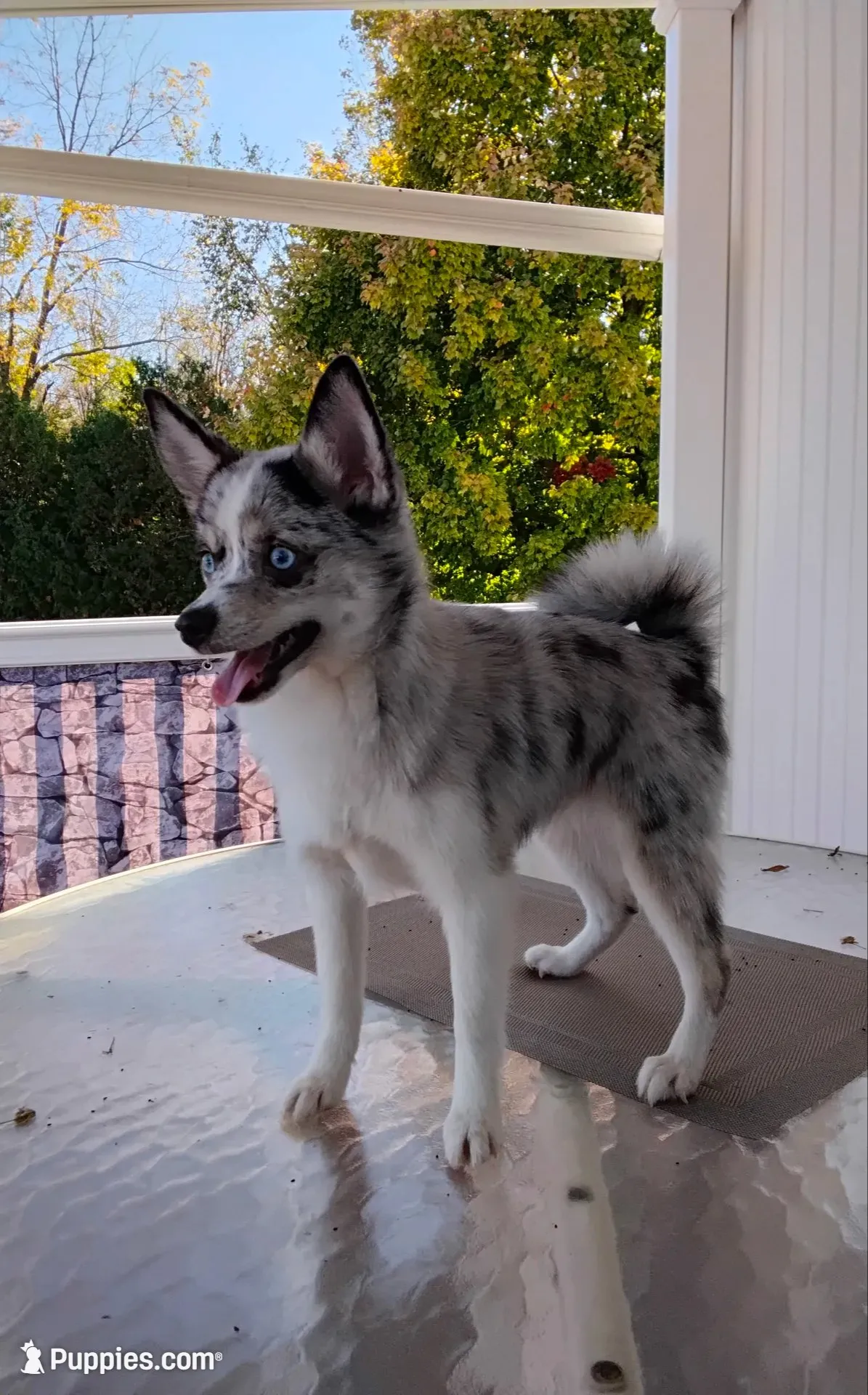 Alexis , a female Pomsky for sale in Shipshewana, IN – 1 of 10