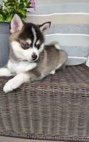 Abbey, a female Pomsky for sale in Shipshewana, IN – 6 of 10