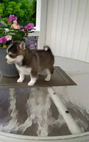 Abbey, a female Pomsky for sale in Shipshewana, IN – 4 of 10