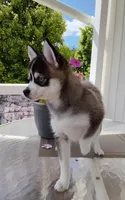 Abbey, a female Pomsky for sale in Shipshewana, IN – 7 of 10