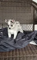 Alexis , a female Pomsky for sale in Shipshewana, IN – 5 of 10