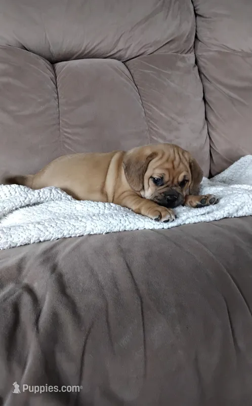 Luna – Puggle puppy for sale in Shipshewana, IN
