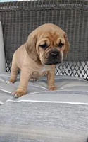 Luna, a female Puggle for sale in Shipshewana, IN – Photo 9 of 10