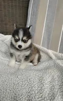Alex, a male Pomsky for sale in Shipshewana, IN – 8 of 10