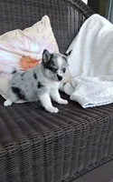Alexis , a female Pomsky for sale in Shipshewana, IN – 8 of 10