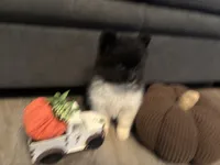 Koda, a male Pomeranian for sale in Elizabethtown, IL – 3 of 10
