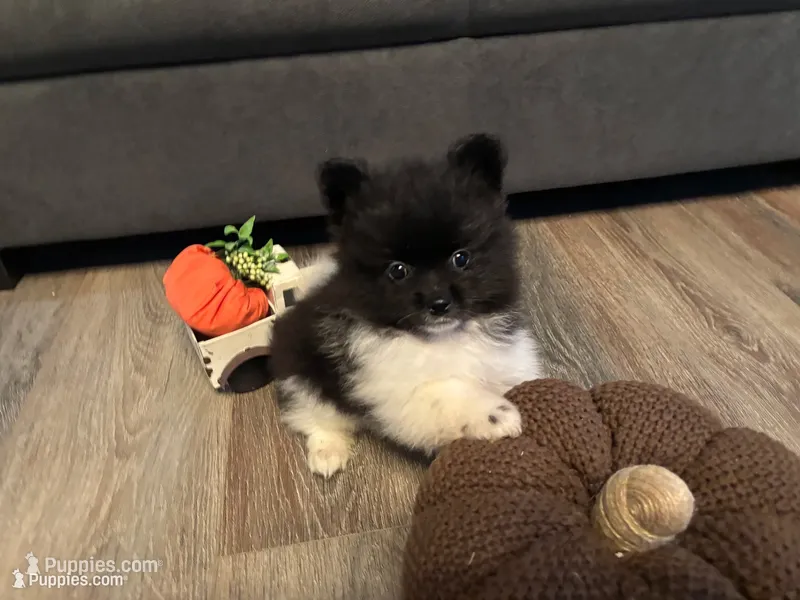 Koda – Pomeranian puppy for sale in Elizabethtown, IL