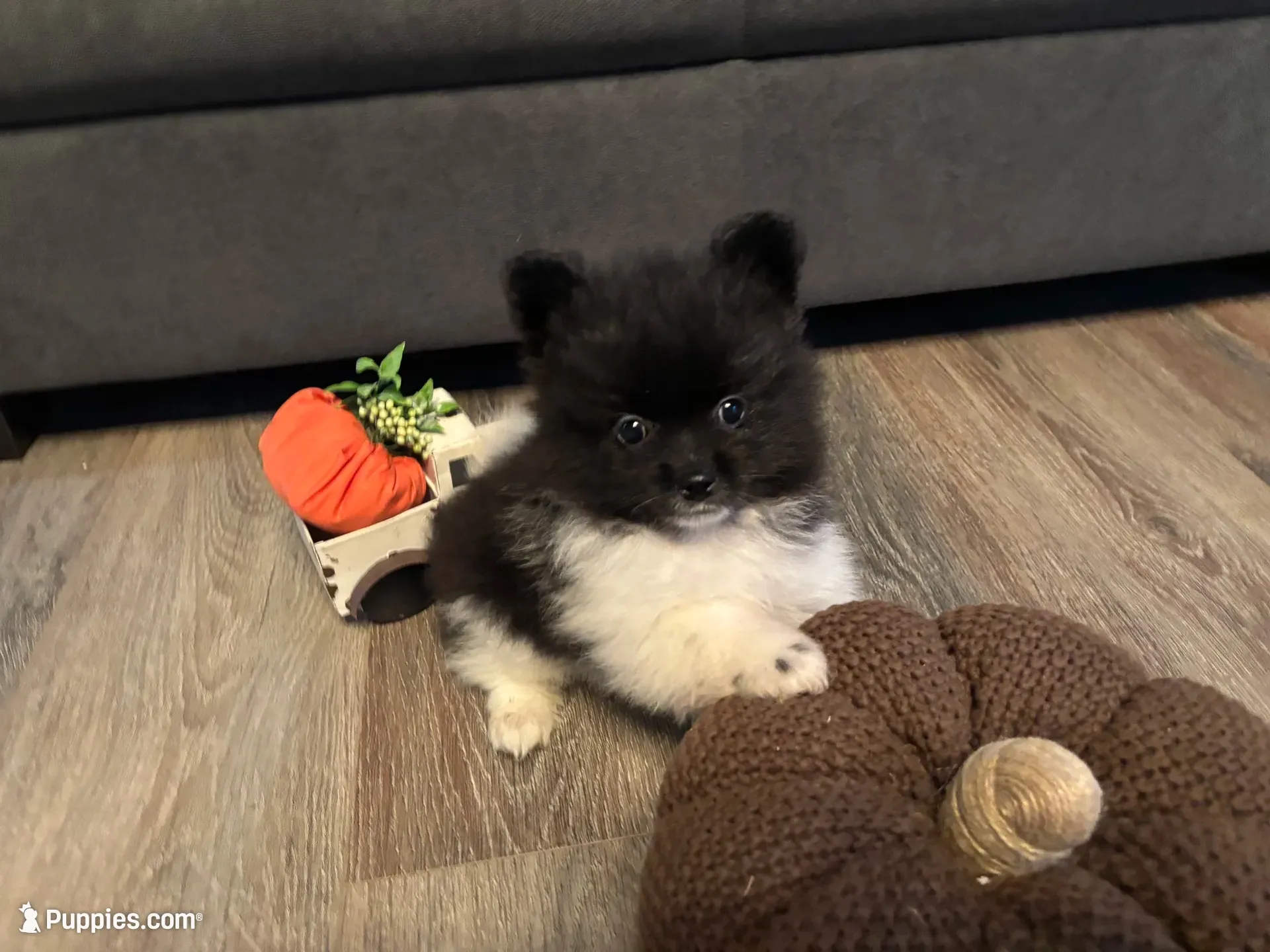 Koda, a male Pomeranian for sale in Elizabethtown, IL – 1 of 10