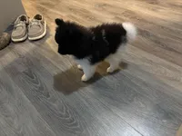Koda, a male Pomeranian for sale in Elizabethtown, IL – 9 of 10