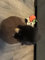 Toby, a male Pomeranian for sale in Elizabethtown, IL – 4 of 10