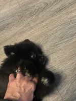 Toby, a male Pomeranian for sale in Elizabethtown, IL – 7 of 10