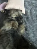 Brownie , a female Pomeranian for sale in Elizabethtown, IL – Photo 1 of 10