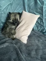 Brownie , a female Pomeranian for sale in Elizabethtown, IL – Photo 10 of 10