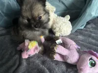 Brownie , a female Pomeranian for sale in Elizabethtown, IL – Photo 2 of 10