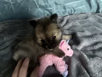 Brownie , a female Pomeranian for sale in Elizabethtown, IL – Photo 6 of 10