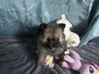 Brownie , a female Pomeranian for sale in Elizabethtown, IL – Photo 5 of 10