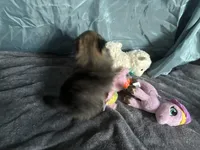 Brownie , a female Pomeranian for sale in Elizabethtown, IL – Photo 4 of 10