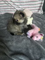 Brownie , a female Pomeranian for sale in Elizabethtown, IL – Photo 7 of 10