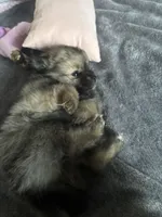 Brownie , a female Pomeranian for sale in Elizabethtown, IL – Photo 3 of 10