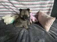 Brownie , a female Pomeranian for sale in Elizabethtown, IL – Photo 8 of 10