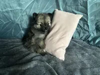 Brownie , a female Pomeranian for sale in Elizabethtown, IL – Photo 9 of 10