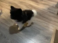 Koda, a male Pomeranian for sale in Elizabethtown, IL – 2 of 10