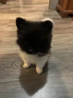 Koda, a male Pomeranian for sale in Elizabethtown, IL – 8 of 10