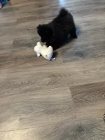 Toby, a male Pomeranian for sale in Elizabethtown, IL – 6 of 10