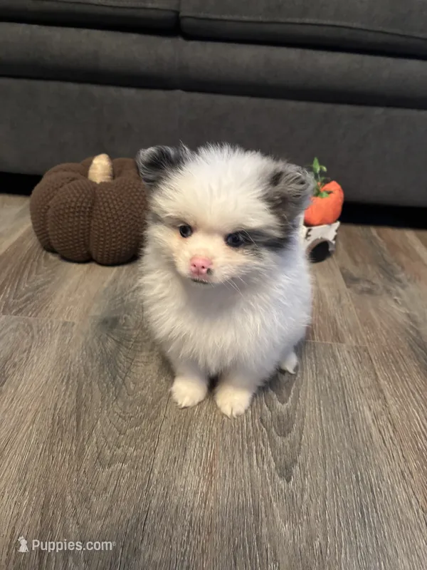 Frost – Pomeranian puppy for sale in Elizabethtown, IL