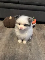 Frost, a male Pomeranian for sale in Elizabethtown, IL – 1 of 10