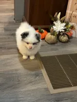 Frost, a male Pomeranian for sale in Elizabethtown, IL – 8 of 10