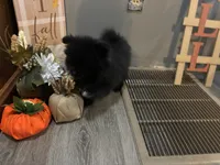 Toby, a male Pomeranian for sale in Elizabethtown, IL – 3 of 10