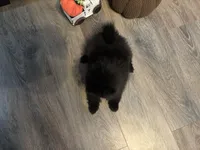 Toby, a male Pomeranian for sale in Elizabethtown, IL – 8 of 10