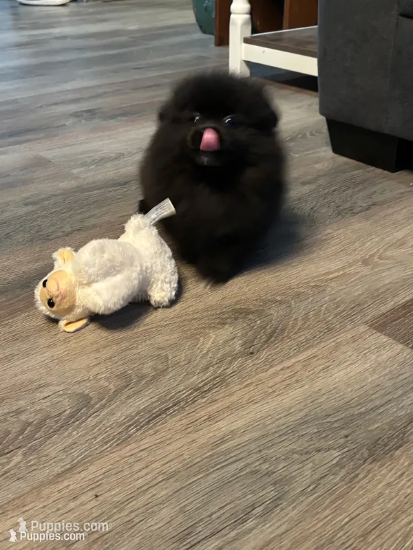 Toby – Pomeranian puppy for sale in Elizabethtown, IL