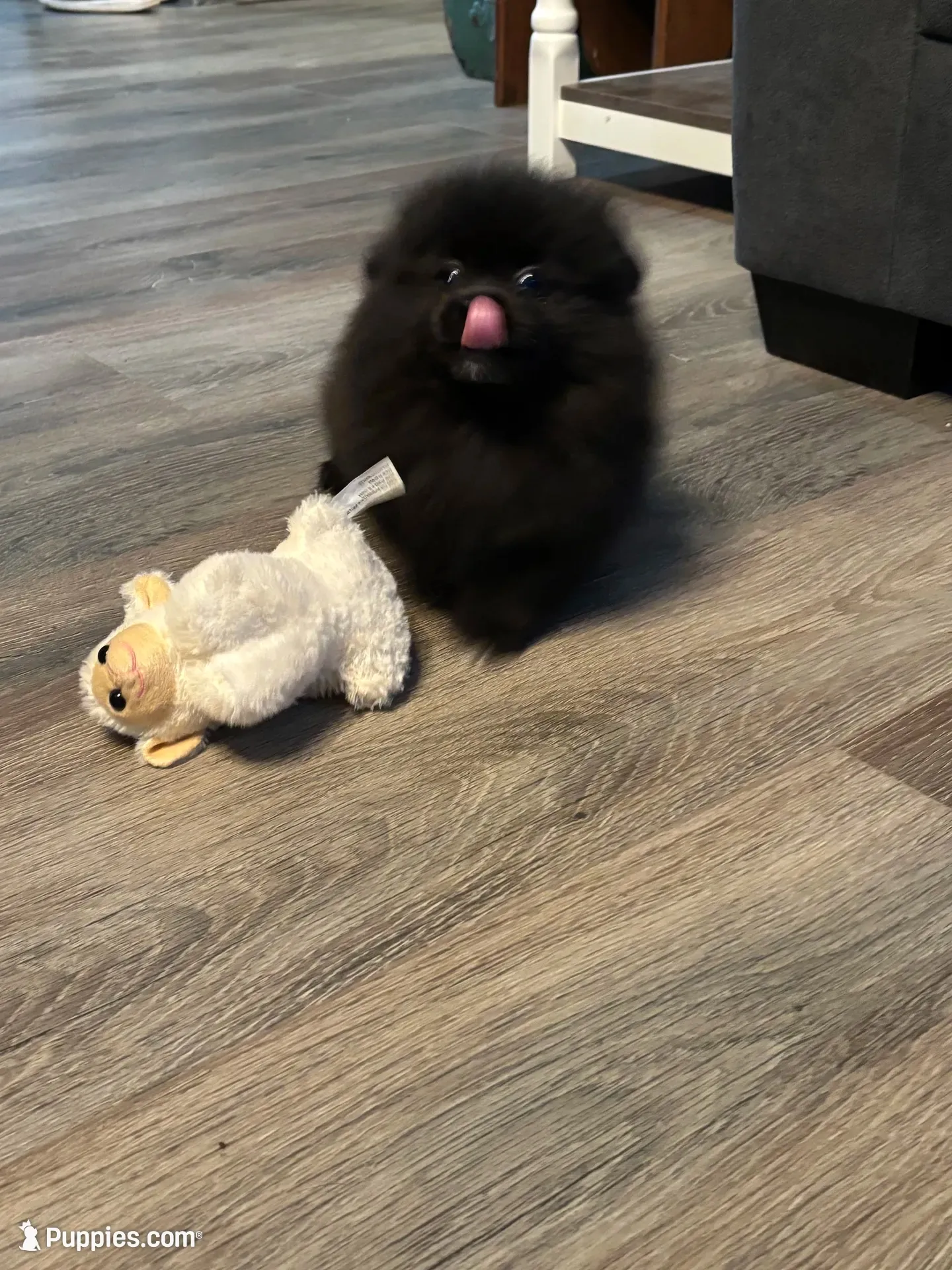 Toby, a male Pomeranian for sale in Elizabethtown, IL – 1 of 10