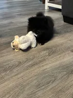 Toby, a male Pomeranian for sale in Elizabethtown, IL – 2 of 10
