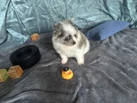 Dakota , a male Pomeranian for sale in Elizabethtown, IL – Photo 5 of 5