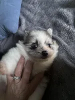 Dakota , a male Pomeranian for sale in Elizabethtown, IL – Photo 2 of 5