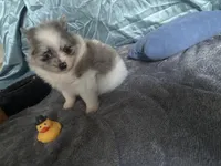 Dakota , a male Pomeranian for sale in Elizabethtown, IL – Photo 4 of 5